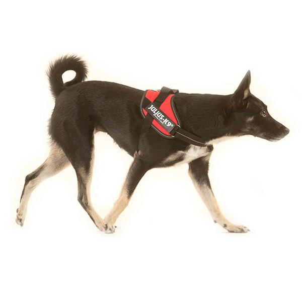 あす着 ユリウスケーナイン Julius K9 Idc パワーハーネス 小型犬 中型犬 Mini Mini Mini 犬用 ハーネスの通販はau Pay マーケット ガリバー Au Pay マーケット店