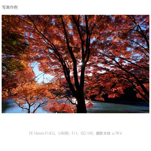 ソニー(SONY) FE 16mm F1.8 G ソニーEマウント 大口径超広角単焦点Gレンズ SEL16F18G_9