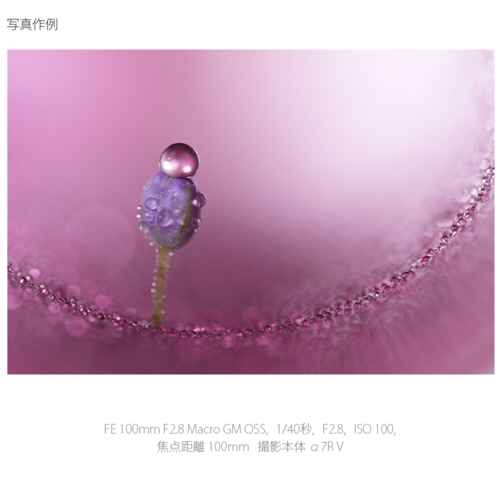 【長期保証付】ソニー(SONY) FE 100mm F2.8 Macro GM OSS ソニーEマウント SEL100M28GM 中望遠マクロレンズ_14