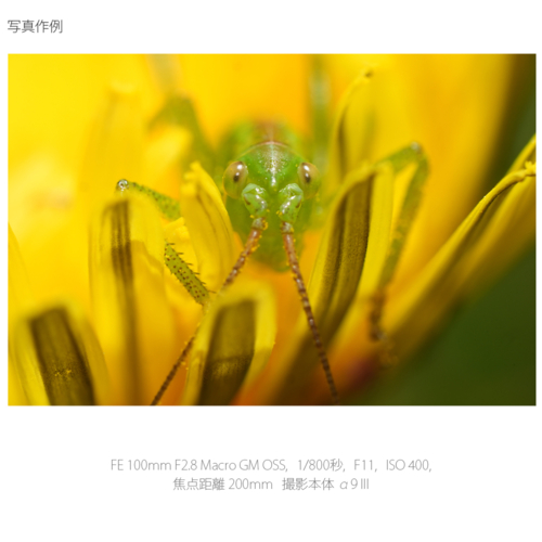 【長期保証付】ソニー(SONY) FE 100mm F2.8 Macro GM OSS ソニーEマウント SEL100M28GM 中望遠マクロレンズ_15