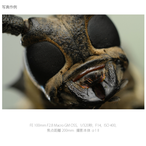 【長期保証付】ソニー(SONY) FE 100mm F2.8 Macro GM OSS ソニーEマウント SEL100M28GM 中望遠マクロレンズ_16