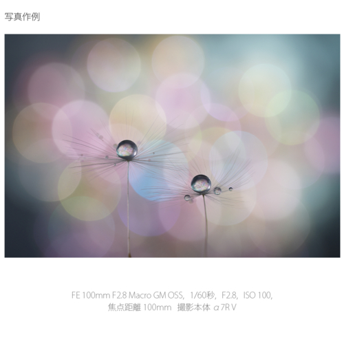 【長期保証付】ソニー(SONY) FE 100mm F2.8 Macro GM OSS ソニーEマウント SEL100M28GM 中望遠マクロレンズ_17