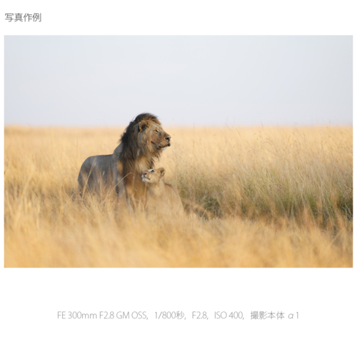【長期保証付】ソニー(SONY) FE 300mm F2.8 GM OSS SEL300F28GM Eマウント用 フルサイズ 望遠単焦点レンズ_9