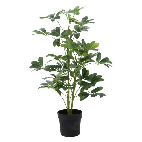 不二貿易 【完成品】観葉植物 ヤドリフカノキ ２１６