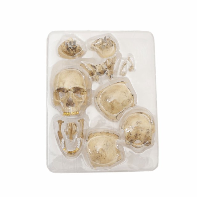 新品 シュプリーム SUPREME 4D Model Human Skull スカル 立体パズル