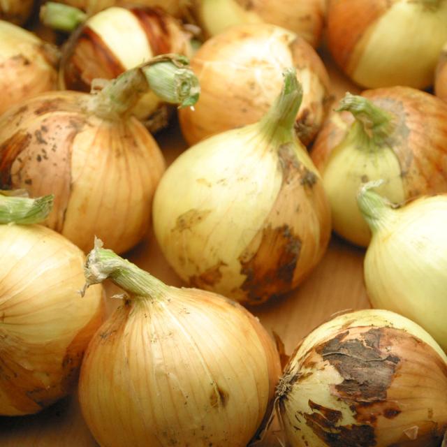 送料無料 訳あり特価 和歌山産 藪下さんの特別栽培新たまねぎ５kg Yf 沖縄 離島配送不可 の通販はau Pay マーケット 食探七福神