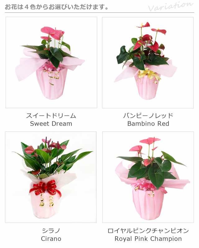 遅れてごめんね母の日ギフト 5 31 月 まで 選べる花色 4色 アンスリウム L 無料ラッピング 母の日ピック付 送料無料 鉢植え の通販はau Pay マーケット パキラと観葉植物専門店marubun