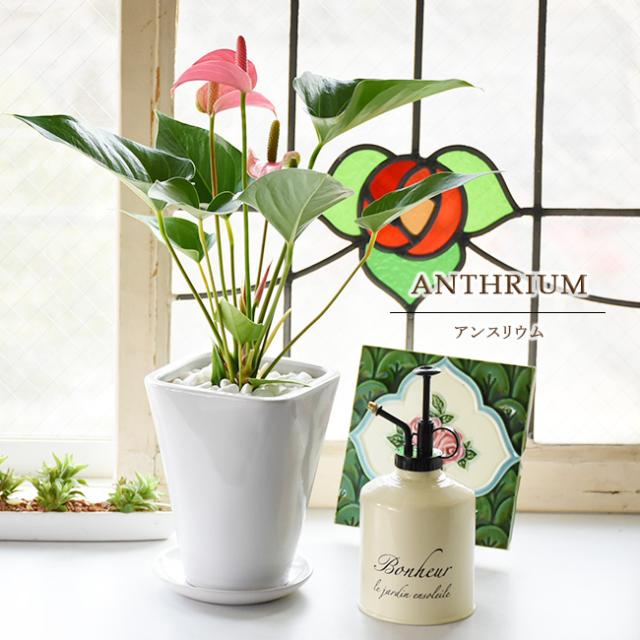 選べる装飾プレゼント ２種類から選べるアンスリウム ピンク レッド 白陶器鉢入り 陶器受け皿付 の通販はau Pay マーケット パキラと観葉植物専門店marubun