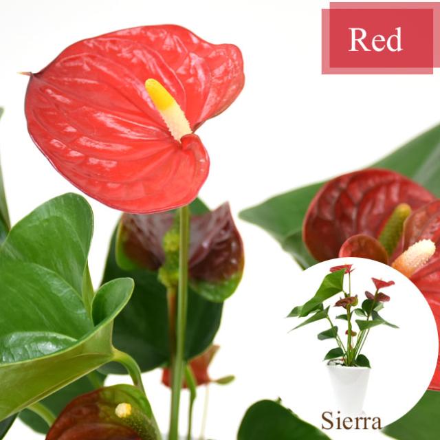 選べる装飾プレゼント ２種類から選べるアンスリウム ピンク レッド 白陶器鉢入り 陶器受け皿付 の通販はau Pay マーケット パキラと観葉植物専門店marubun