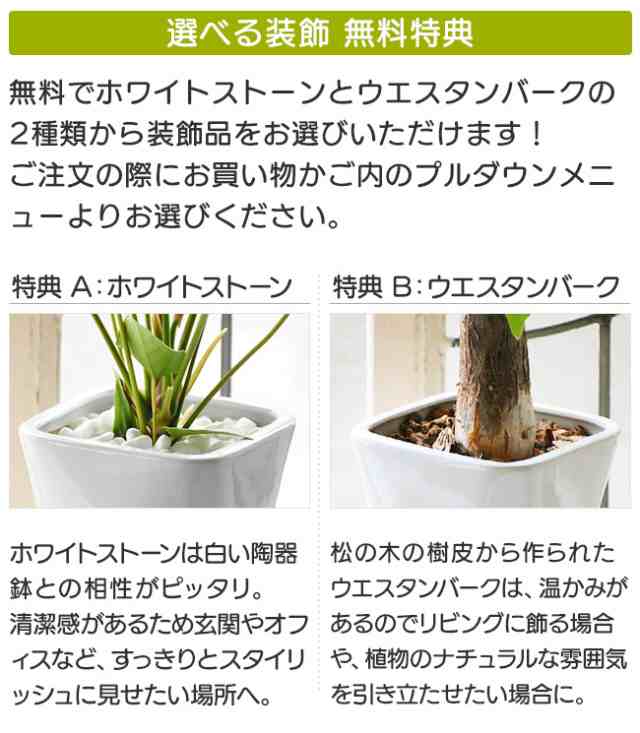 選べる装飾プレゼント 高級感溢れるアグラオネマ マリア 白陶器鉢入り 陶器受け皿付 の通販はau Pay マーケット パキラと観葉植物専門店marubun