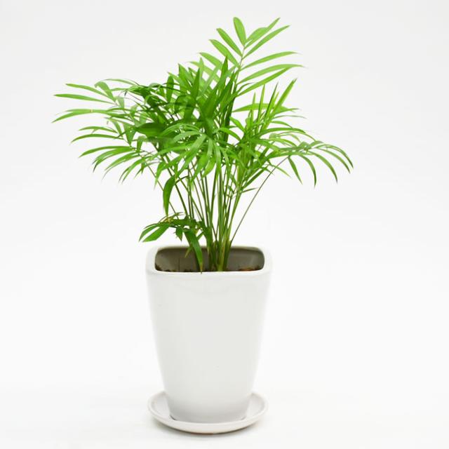 選べる装飾プレゼント 南国リゾート気分なテーブルヤシ 白陶器鉢入り 陶器受け皿付 の通販はau Pay マーケット パキラと観葉植物専門店marubun