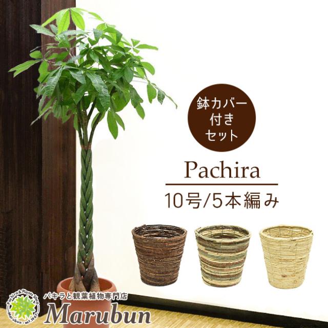 パキラ10号 スタンダード 選べる鉢カバー A B C 受け皿付 人気の5本編み仕立ての通販はau Pay マーケット パキラ と観葉植物専門店marubun