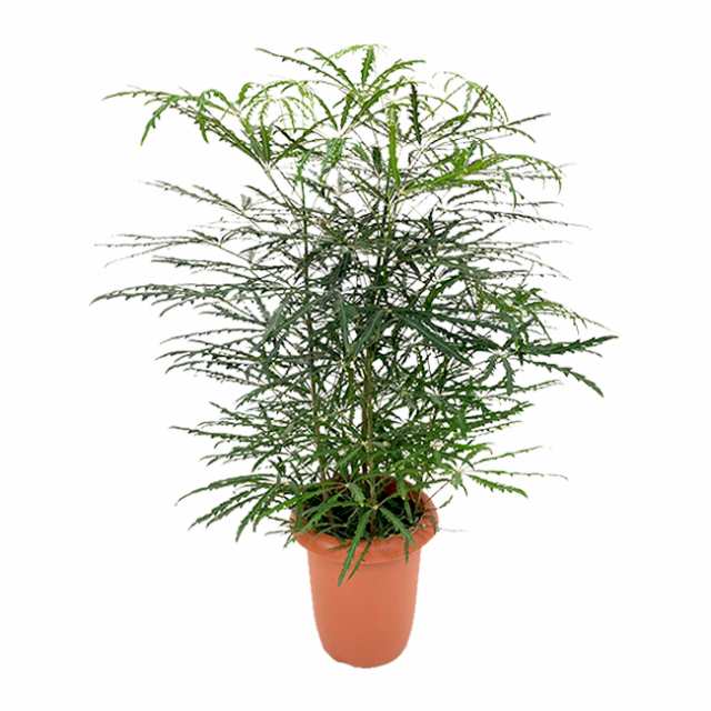 装飾プレゼント 観葉植物 アラレア 中型8号 プラ鉢入り 涼しげ爽やかの通販はau Pay マーケット パキラと観葉植物専門店marubun