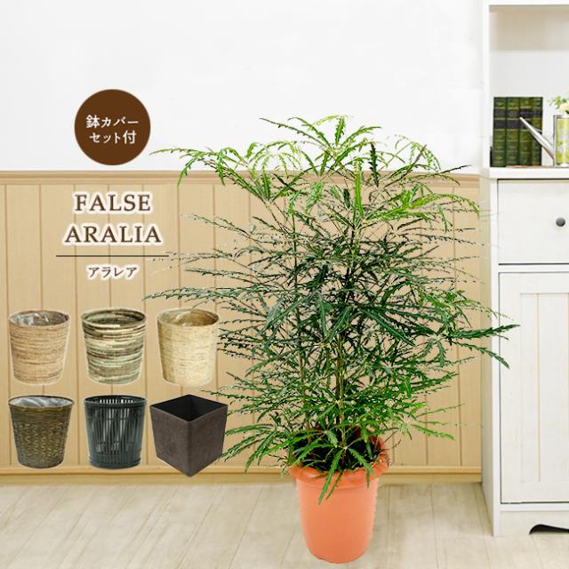 装飾プレゼント 観葉植物 アラレア 中型8号 涼しげ爽やか 選べる鉢カバー A B C ｄ I Sq付き 鉢カバーセット の通販はau Pay マーケット パキラと観葉植物専門店marubun