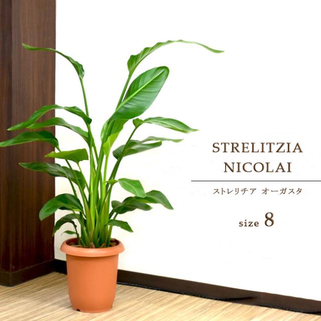 装飾プレゼント 天国の白い鳥 ストレリチア オーガスタ 中型8号の通販はau Pay マーケット パキラと観葉植物専門店marubun