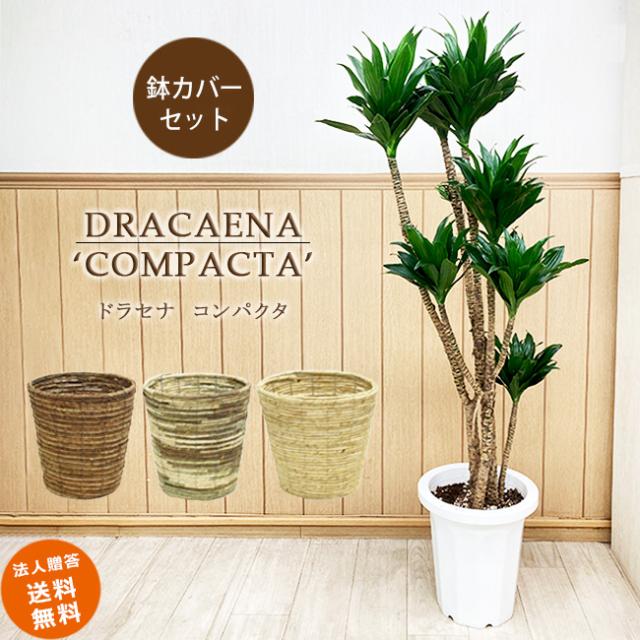 春夏新作 おしゃれ 観葉植物 ドラセナ コンパクタ 鉢カバー 麻布 大型佐川便配送 現品をお届け 鉢花