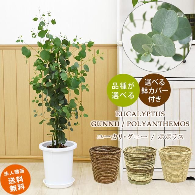 ユーカリ グニー ユーカリ ポポラス 8号 選べる鉢カバーa B C付き 観葉植物 中型 おしゃれ インテリア ギフト 祝い 開店 誕生日 の通販はau Pay マーケット パキラと観葉植物専門店marubun