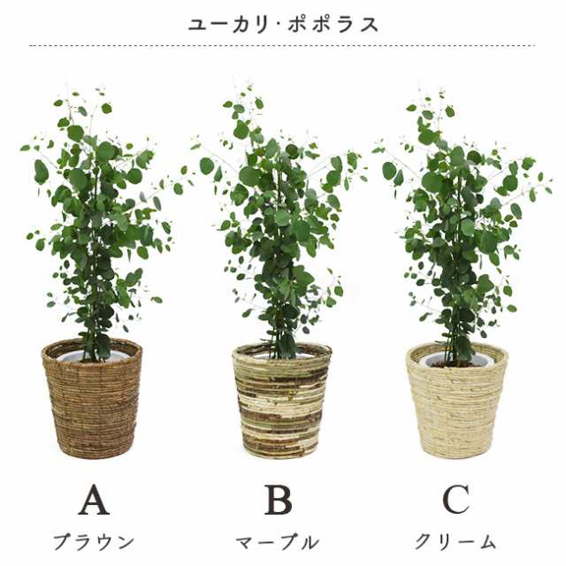 品種が選べる ユーカリ グニー ユーカリ ポポラス ポリアンセモス 中型8号 鉢植え 選べる鉢カバー a b c D I Sq 鉢カの通販はau Pay マーケット パキラと観葉植物専門店marubun 品種が選べる ユーカリ グニー ユーカリ ポポラス ポリアンセモス 中型8号 鉢植え 選べる鉢カバー a b c D I Sq 鉢カの通販はau Pay マーケット パキラと観葉植物専門店marubun