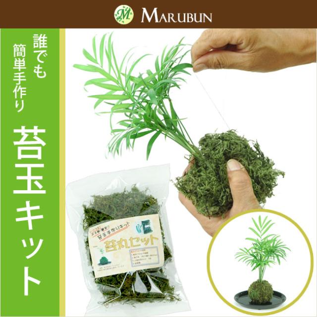 誰でも簡単アレンジ これさえあれば可愛いオリジナル苔玉が作れちゃう お手軽手作り苔玉キットの通販はau Pay マーケット パキラと観葉植物専門店marubun