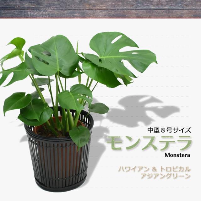 装飾プレゼント 観葉植物 モンステラ 中型8号 プラ鉢入りの通販はau Pay マーケット パキラと観葉植物専門店marubun