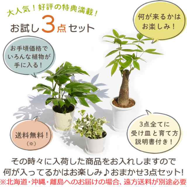 観葉植物 お試し3点セット 卓上サイズ おしゃれ インテリア 初心者 人気 おまかせ プレゼント 女性 男性の通販はau Pay マーケット パキラと観葉植物専門店marubun