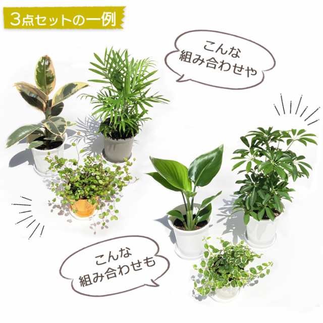 観葉植物 お試し3点セット 卓上サイズ おしゃれ インテリア 初心者 人気 おまかせ プレゼント 女性 男性の通販はau Pay マーケット パキラと観葉植物専門店marubun