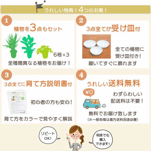 観葉植物 お試し3点セット 6号サイズ】おしゃれ インテリア 初心者 人気 おまかせ プレゼント 女性 男性の通販はau PAY マーケット -  パキラと観葉植物専門店Marubun