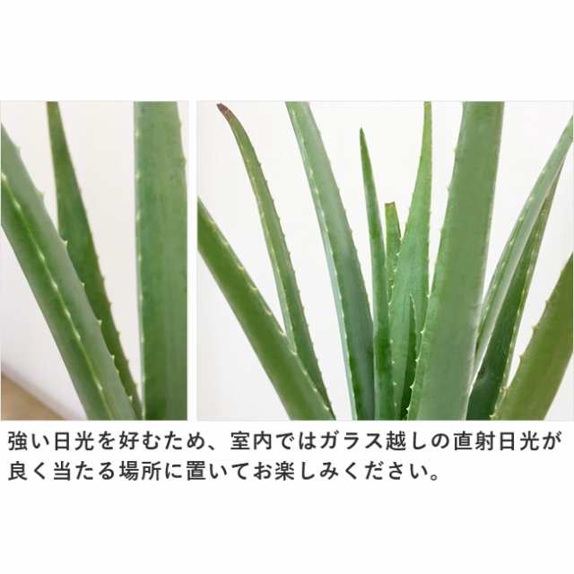 美容と健康に 葉が肉厚なアロエ ベラ 6号 観葉にも食用にも の通販はau Pay マーケット パキラと観葉植物専門店marubun