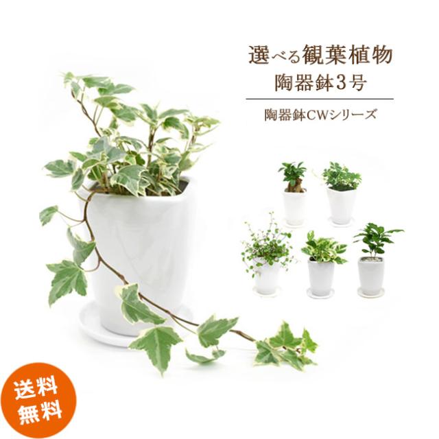 送料無料 選べる観葉植物 Cw白陶器鉢 3号 コーヒーの木 シュガーバイン ポトス シャングリラの通販はau Pay マーケット パキラと観葉植物 専門店marubun