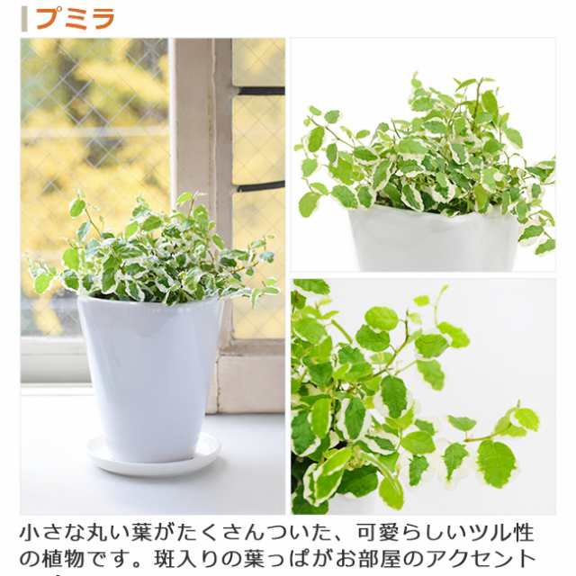 送料無料 選べる観葉植物 Cw白陶器鉢 3号 バニラの木 シュガーバイン ポトス シャングリラの通販はau Pay マーケット パキラと観葉植物 専門店marubun