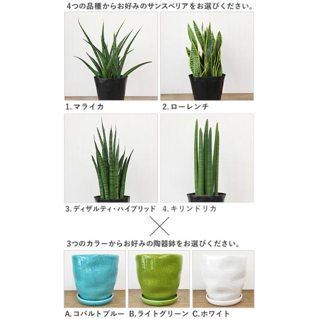 送料無料 選べる サンスベリア 4タイプ 陶器鉢 3カラー マライカ ローレンチ ディザルティ ハイブリッド キリンドリカの通販はau Pay マーケット パキラと観葉植物専門店marubun