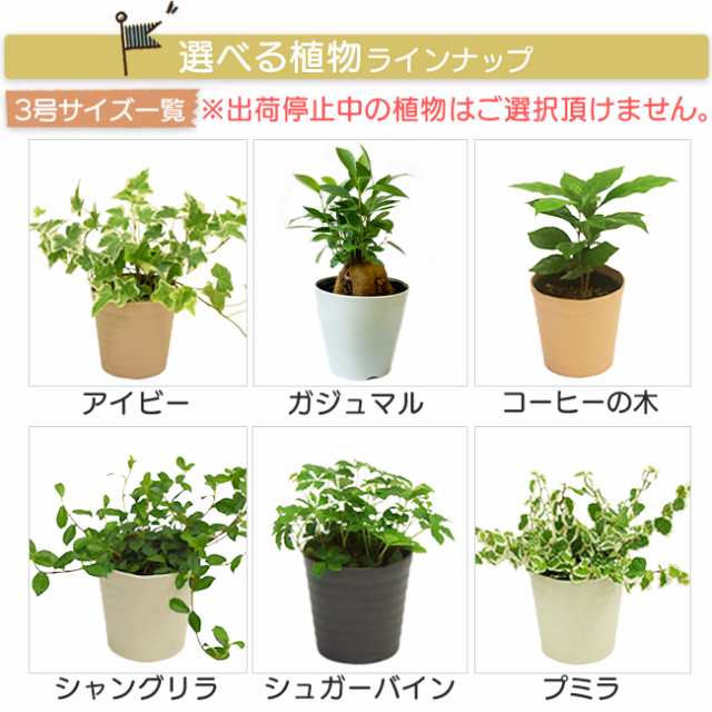 選べる観葉植物 2点セット】インテリア おしゃれ パキラ ガジュマル ローレンチ ゴムの木 プミラ アイビー ヘデラ シャングリラ ポトスの通販はau  PAY マーケット - パキラと観葉植物専門店Marubun