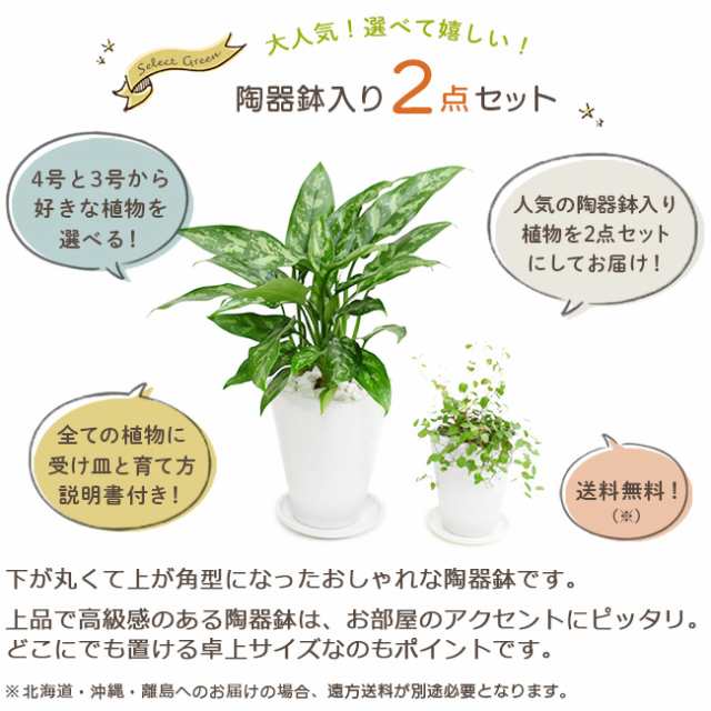 送料無料 選べる観葉植物 陶器鉢2点セット 4号1点 3号1点 卓上ミニサイズ パキラ モンステラ シュガーバイン ガジュマル ポトスの通販はau Pay マーケット パキラと観葉植物専門店marubun