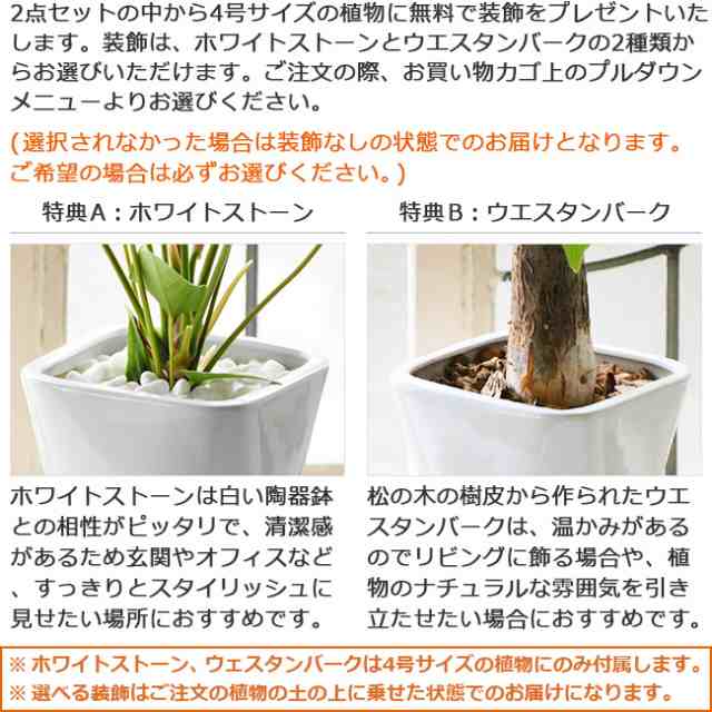 送料無料 選べる観葉植物 陶器鉢2点セット 4号1点 3号1点 卓上ミニサイズ パキラ モンステラ シュガーバイン ガジュマル ポトスの通販はau Pay マーケット パキラと観葉植物専門店marubun