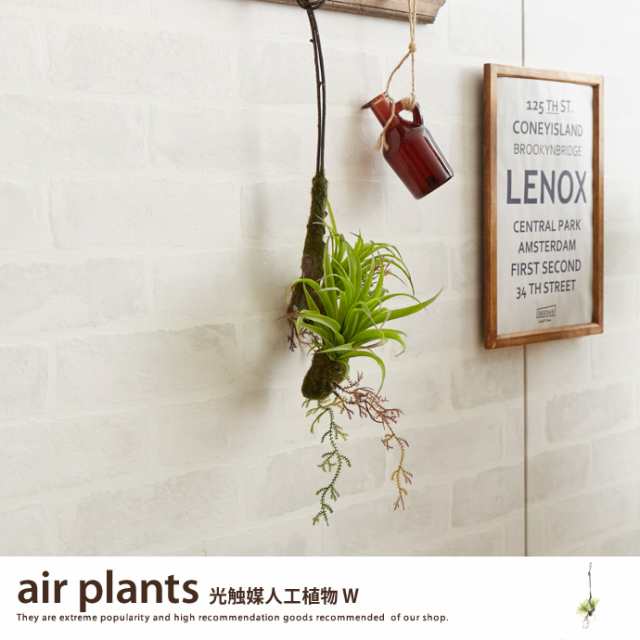 g46034】観葉植物 エアプランツ エアープランツ air plants 室内