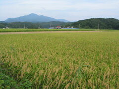 【年に一度の限定醸造】じざけや限定 厳選福袋（蔵元厳封 生貯蔵酒吟醸720ml5本 生貯蔵吟醸1800ml×1本(新潟県)