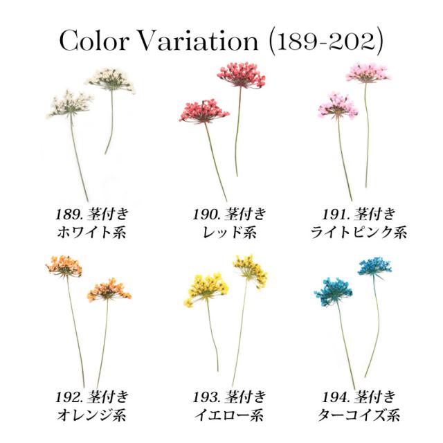 押し花 ドライフラワー 1 2 各種 10枚入りの通販はau Pay マーケット Kokonail 押し花 ドライフラワー 1 2 各種 10枚入りの通販はau Pay マーケット Kokonail