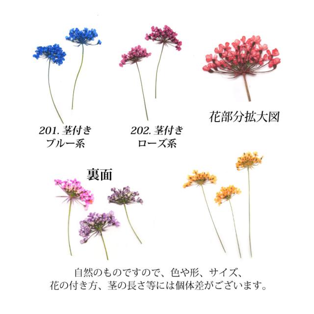 押し花 ドライフラワー 1 2 各種 10枚入りの通販はau Pay マーケット Kokonail 押し花 ドライフラワー 1 2 各種 10枚入りの通販はau Pay マーケット Kokonail