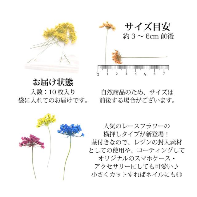 押し花 ドライフラワー 1 2 各種 10枚入りの通販はau Pay マーケット Kokonail 押し花 ドライフラワー 1 2 各種 10枚入りの通販はau Pay マーケット Kokonail
