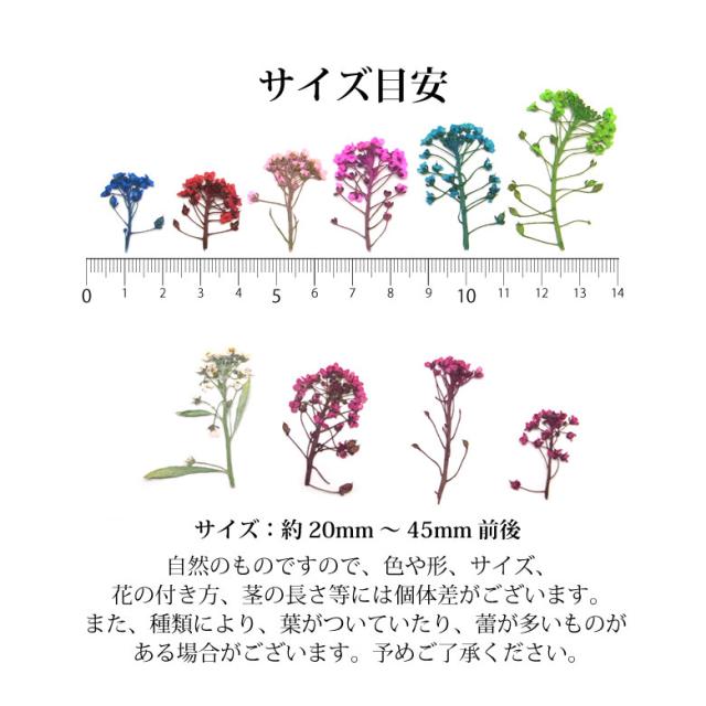 押し花 ドライフラワー 213 224 各種 5枚入りの通販はau Pay マーケット Kokonail