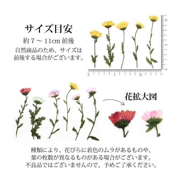 押し花 ドライフラワー 226 231 各種 5枚入りの通販はau Pay マーケット Kokonail