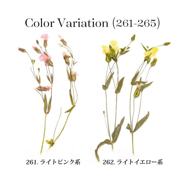 押し花 ドライフラワー 261 265 各種 5枚入りの通販はau Pay マーケット Kokonail 押し花 ドライフラワー 261 265 各種 5枚入りの通販はau Pay マーケット Kokonail