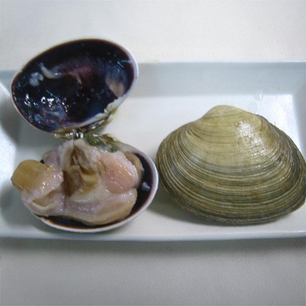 大貝 (オオアサリ) 1kg 殻付き チルド配送