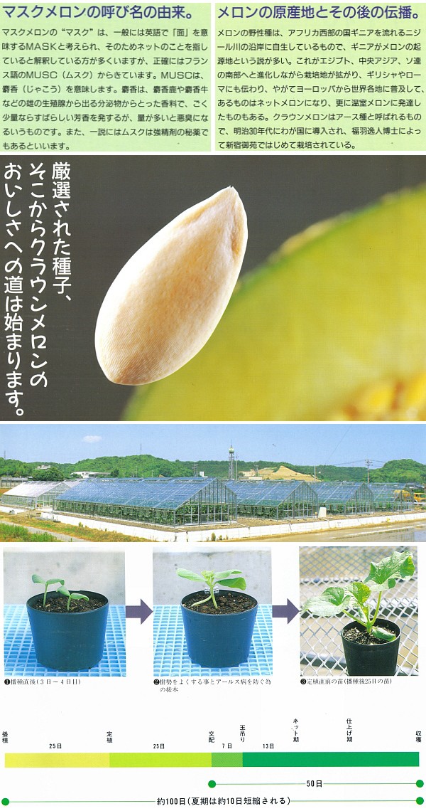 静岡県産 クラウンメロン マスクメロン 静岡メロン 白級 6玉_2