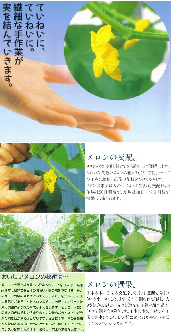 静岡県産 クラウンメロン マスクメロン 静岡メロン 白級 6玉_3