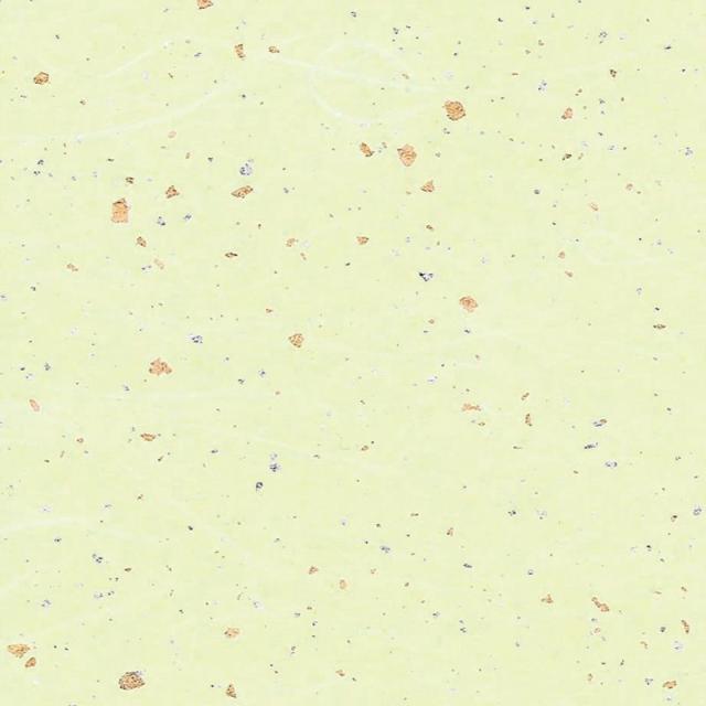 （まとめ買い）シモジマ HEIKO 包装紙 和紙 雲龍紙金銀振 草 50枚 545×788mm ラッピング用品 002107603 〔×3〕 【北海道・沖縄・離島配送不可】