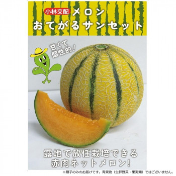 小林種苗 メロン種子 おてがるサンセット 9763 100粒 【北海道・沖縄・離島配送不可】