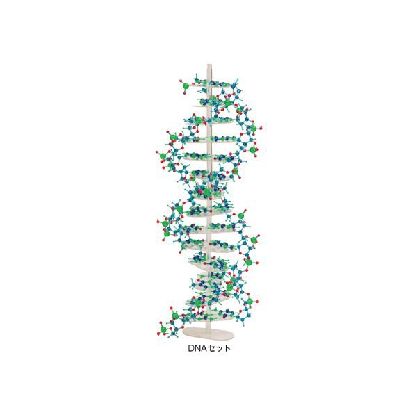 分子構造模型モル・タロウ DNAセット DNA-1