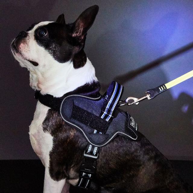ペティオ 犬用胴輪 EthicalDoor イージーウェアハーネス S ブラック 犬用 【北海道・沖縄・離島配送不可】
