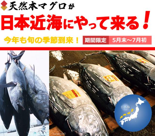 6月限定 天然 近海 生本マグロ 中トロ ブロック (約1kg) 国産(日本海産) 本マグロ クロマグロ 中トロ 生マグロ 生まぐろ まぐろ 鮪 天然 人気 男性 女性 喜ばれる 2026 冷蔵 送料無料_1